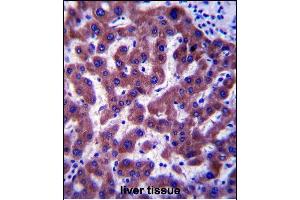 SC4MOL antibody  (C-Term)