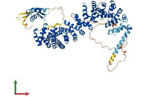 AlphaFold protein structure predicition of Mouse Recombinant Kifap3 Protein, UniprotID P70188