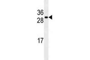 CDCA8 antibody western blot analysis in U251 lysate (CDCA8 antibody)
