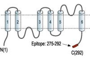 Representative domain view of the target of ABIN7042937.