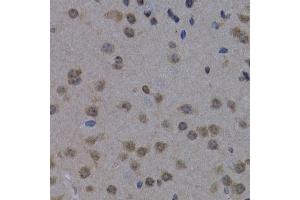 Immunohistochemistry of paraffin-embedded mouse brain using POLR2L antibody (ABIN3023303, ABIN3023304, ABIN3023305 and ABIN6219564) at dilution of 1:200 (40x lens). (POLR2L antibody  (AA 1-67))
