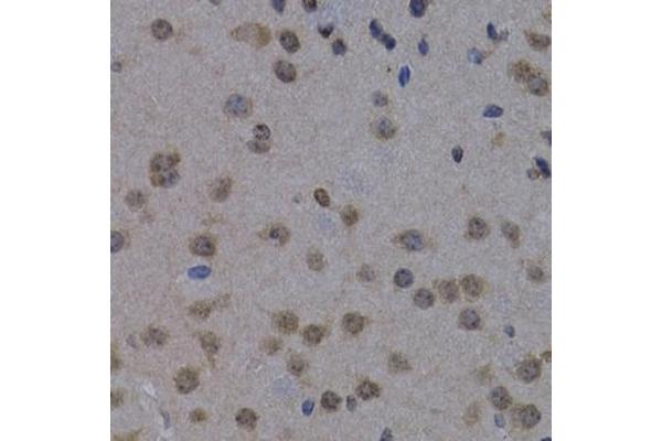 POLR2L antibody  (AA 1-67)