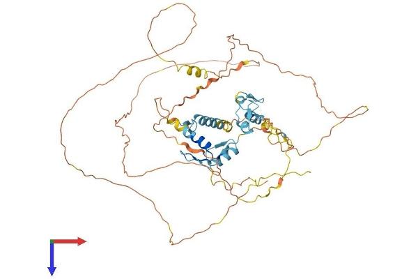INSM2 Protein (AA 1-566) (His tag)