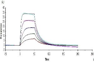 Human IL-2 R alpha/CD25, His Tag captured on CM5 Chip via anti-His antibody can bind Human IL-2, No Tag with an affinity constant of 15. (CD25 Protein (AA 22-213) (His-Avi Tag))