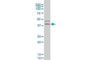 PDK2 monoclonal antibody (M01), clone 2G1 Western Blot analysis of PDK2 expression in U-2 OS . (PDK2 antibody  (AA 187-276))