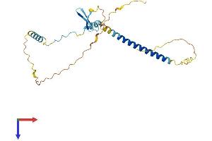 AlphaFold protein structure predicition of Human Recombinant CBY3 Protein, UniprotID A6NI87 (CBY3 Protein (AA 1-242) (His tag))