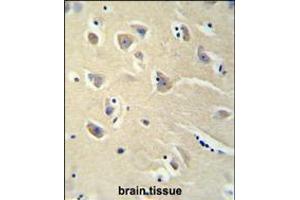 PENK antibody immunohistochemistry analysis in formalin fixed and paraffin embedded brain tissue followed by peroxidase conjugation of the secondary antibody and DAB staining.