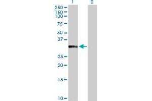 Western Blot analysis of ANXA10 expression in transfected 293T cell line by ANXA10 MaxPab polyclonal antibody. (Annexin a10 antibody  (AA 1-324))