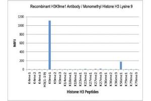 The recombinant H3K9me1 antibody specifically reacts to Histone H3 monomethylated at Lysine 9 (K9me1). (Recombinant Histone 3 antibody  (H3K9me1))