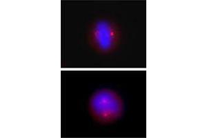 Immunofluorescence (IF) image for anti-Tubulin, gamma (TUBG) antibody (ABIN2666377) (gamma Tubulin antibody)