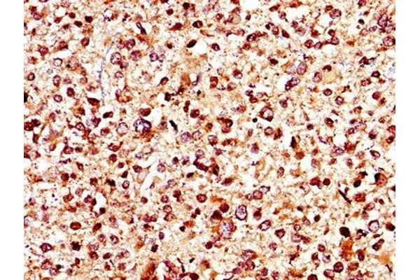 KCNJ1 antibody  (AA 165-379)