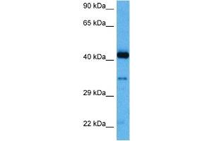 Host:  Rabbit  Target Name:  MYPOP  Sample Tissue:  Human THP-1 Whole Cell lysates  Antibody Dilution:  1ug/ml (Myb-Related Transcription Factor, Partner of Profilin (MYPOP) (C-Term) antibody)