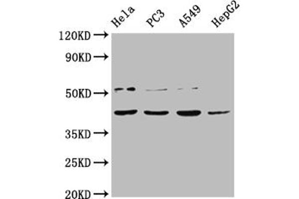 DUX4 Antikörper  (AA 217-402)