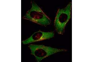 Fluorescent image of Hela cell stained with PI3KCD Antibody (N-term) (ABIN392564 and ABIN2842107). (PIK3CD antibody  (N-Term))