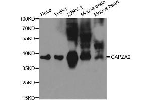 Western blot analysis of extracts of various cell lines, using CAPZA2 antibody. (CAPZA2 antibody)