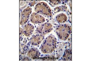 S3TC1 Antibody (C-term) (ABIN656513 and ABIN2845784) immunohistochemistry analysis in formalin fixed and paraffin embedded human stomach tissue followed by peroxidase conjugation of the secondary antibody and DAB staining. (SH3TC1 antibody  (C-Term))