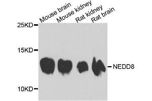 Western blot analysis of extracts of various cell lines, using NEDD8 antibody. (NEDD8 antibody  (AA 1-81))