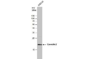 WB Image Caveolin 2 antibody detects Caveolin 2 protein by western blot analysis. (Caveolin 2 antibody  (N-Term))