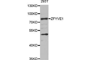Western blot analysis of extracts of 293T cells, using ZFYVE1 antibody (ABIN5975594) at 1/1000 dilution.