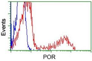 Image no. 18 for anti-P450 (Cytochrome) Oxidoreductase (POR) antibody (ABIN1497746) (POR antibody)