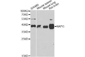 Western blot analysis of extracts of various cell lines, using NAPG antibody. (NAPG antibody)