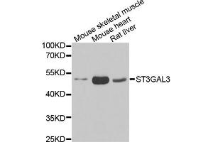 Western blot analysis of extracts of various cell lines, using ST3GAL3 antibody (ABIN5974085) at 1/1000 dilution. (ST3GAL3 antibody)