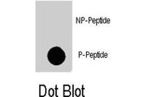 Dot blot analysis of MAP4K4 (phospho S629) polyclonal antibody  on nitrocellulose membrane. (MAP4K4 antibody  (pSer629))
