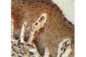Immunohistochemistry analysis in human skin (Formalin-fixed, Paraffin-embedded) using Parathymosin / PTMS  Antibody  (C-term), followed by peroxidase conjugated secondary antibody and DAB staining. (Parathymosin antibody  (C-Term))