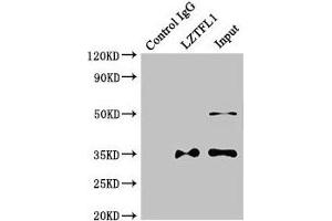 Immunoprecipitating LZTFL1 in HepG2 whole cell lysate Lane 1: Rabbit control IgG instead of (1 μg) instead of ABIN7158030 in HepG2 whole cell lysate. (LZTFL1 antibody  (AA 116-299))