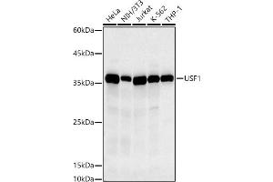 Western blot analysis of extracts of various cell lines, using USF1 antibody (ABIN7271229) at 1:500 dilution. (USF1 antibody)