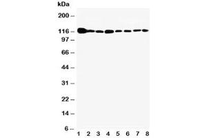 Western Blotting (WB) image for anti-Vinculin (VCL) (AA 173-188) antibody (ABIN3029596)