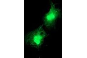 Immunofluorescence (IF) image for anti-Deoxythymidylate Kinase (Thymidylate Kinase) (DTYMK) antibody (ABIN1497922) (DTYMK antibody)