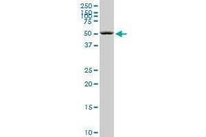 SEPT6 monoclonal antibody (M01), clone 1D6. (Septin 6 antibody  (AA 1-434))