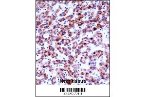 SIGLEC8 Antibody immunohistochemistry analysis in formalin fixed and paraffin embedded human liver tissue followed by peroxidase conjugation of the secondary antibody and DAB staining. (SIGLEC8 antibody  (N-Term))