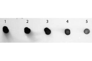 Dot Blot of Sheep anti-Human IgG Antibody Alkaline Phosphatase Conjugated. (Sheep anti-Human IgG (Heavy & Light Chain) Antibody (Alkaline Phosphatase (AP)) - Preadsorbed)