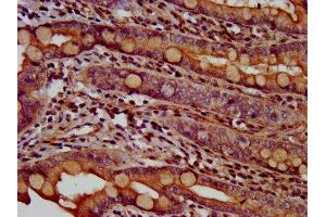 IHC image of ABIN7144304 diluted at 1:600 and staining in paraffin-embedded human small intestine tissue performed on a Leica BondTM system. (Anoctamin 2 antibody  (AA 1-83))