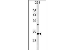 Mouse Hoxd9 Antibody (Center) (ABIN1537799 and ABIN2849347) western blot analysis in 293 cell line lysates (35 μg/lane). (HOXD9 antibody  (AA 125-152))