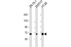 SLC28A1 antibody  (AA 381-409)