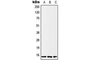 Western blot analysis of Histone H2B expression in U2OS (A), HeLa (B), A431 (C) whole cell lysates. (Histone H2B antibody  (N-Term))