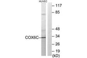 Western blot analysis of extracts from HuvEc cells, using COX6C Antibody. (COX6C antibody  (AA 11-60))