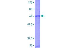 NXPH2 Protein (AA 1-264) (GST tag)