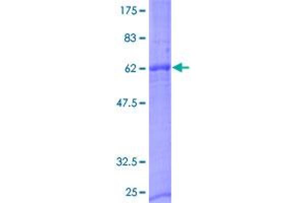 NXPH2 Protein (AA 1-264) (GST tag)