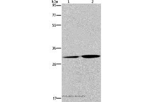 Western blot analysis of HT-29 cell and human placenta tissue, using DNASE1L3 Polyclonal Antibody at dilution of 1:450