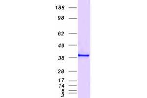 Validation with Western Blot (Annexin A2 Protein (ANXA2) (Transcript Variant 2) (Myc-DYKDDDDK Tag))