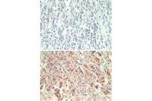 Image no. 1 for anti-G Protein-Coupled Receptor 18 (GPR18) (AA 1-50) antibody (ABIN960190) (GPR18 antibody  (AA 1-50))