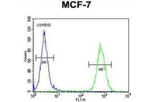 Flow cytometric analysis of MCF-7 cells using RICH2 Antibody (C-term) Cat. (ARHGAP44 antibody  (C-Term))
