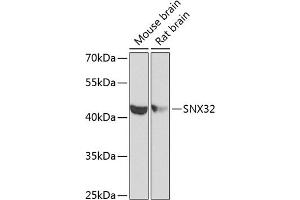 Western blot analysis of extracts of various cell lines, using SNX32 antibody (ABIN6133108, ABIN6148251, ABIN6148252 and ABIN6224028) at 1:1000 dilution.