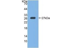 Detection of Recombinant GPX6, Mouse using Polyclonal Antibody to Glutathione Peroxidase 6, Olfactory (GPX6) (Glutathione Peroxidase 6 antibody  (AA 20-221))