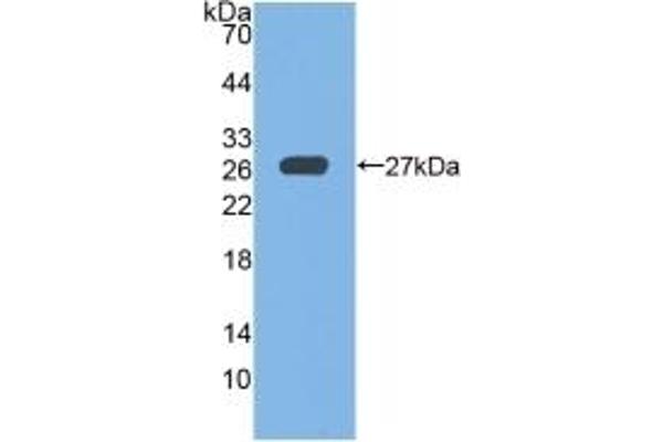 Glutathione Peroxidase 6 antibody  (AA 20-221)