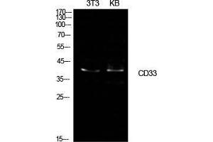 Western Blot (WB) analysis of NIH-3T3, KB cells using CD33 Polyclonal Antibody. (CD33 antibody  (Internal Region))